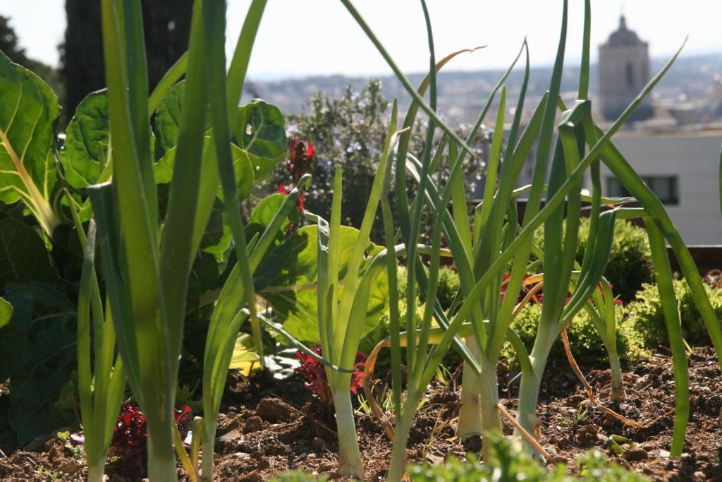 Villa Montjuic Girona Eksteriør billede